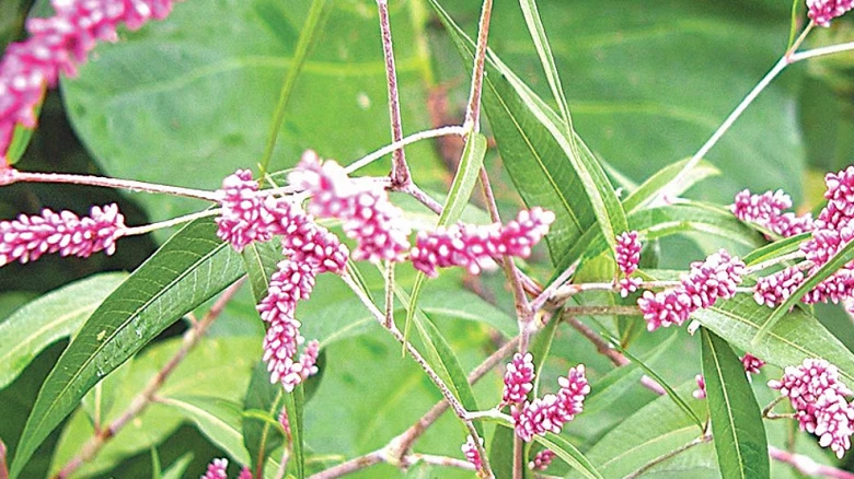 টাঙ্গুয়ার হাওরে মিলল বিরল দুধিয়া ও গোলাপি বিষকাঁটালি ফুল