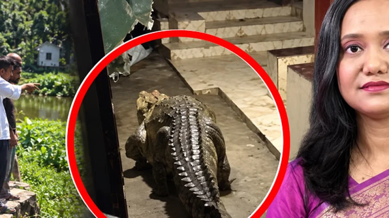 লোকালয়ে কুমির আসার রহস্য উদ্ঘাটনে মাঠে নেমেছে বন বিভাগ