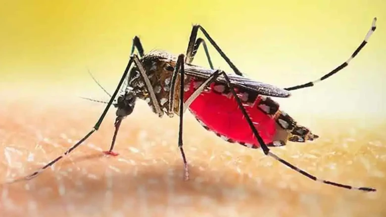 দেশে ডেঙ্গুতে আক্রান্ত ছাড়াল এক লাখ, মৃত্যু বেড়ে ৩০৮ জন