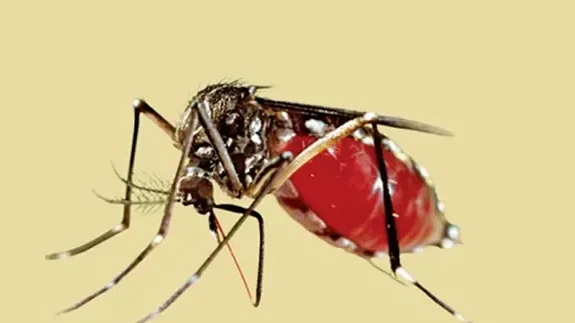 ডেঙ্গুতে ২৪ ঘণ্টায় ৪ জনের মৃত্যু, হাসপাতালে ভর্তি ১৮৫১