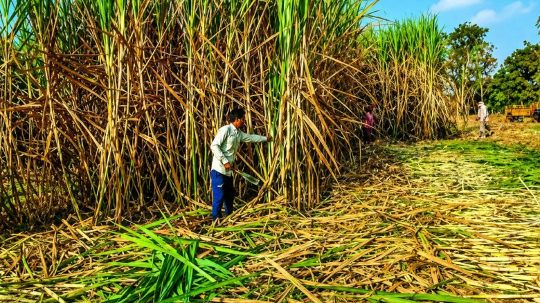 ইথানলে চিনির ব্যবহারে নিষেধাজ্ঞা ভারতের, চিনির দাম বাঁচাতেই সিদ্ধান্ত