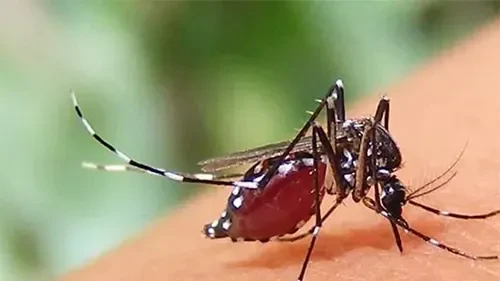 ডেঙ্গু আক্রান্ত রোগীদের চিকিৎসায় রাজধানীর বিভিন্ন হাসপাতালে বিশেষ ওয়ার্ড প্রস্তুত রাখা হয়েছে।